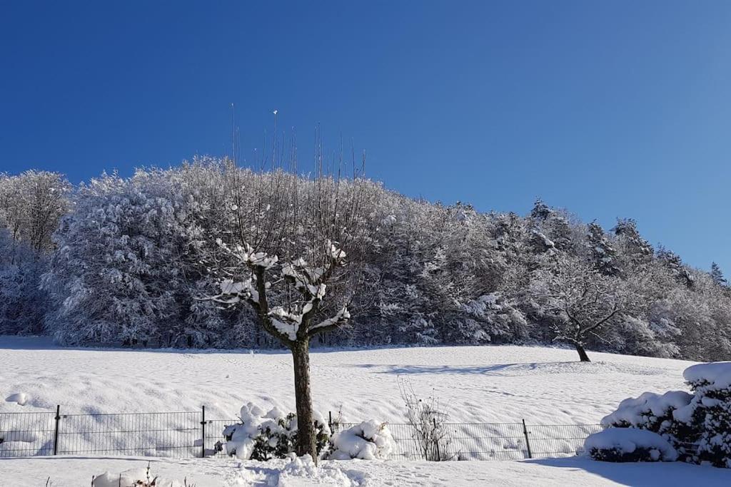Ferienwohnung Talblick Im Schwarzwald Seelbach  Exteriör bild